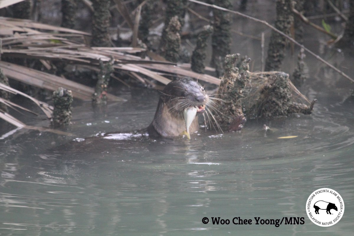 Aquatic habitats provide main food resources such as fish, crustaceans, mollusk, etc. for the otter. Otter conservation along Kuala Selangor coastline with support from our partnership with Conservation International Asia-Pacific and MSIG.

#PeopleNeedBiodiversity #MSIGxCIAP