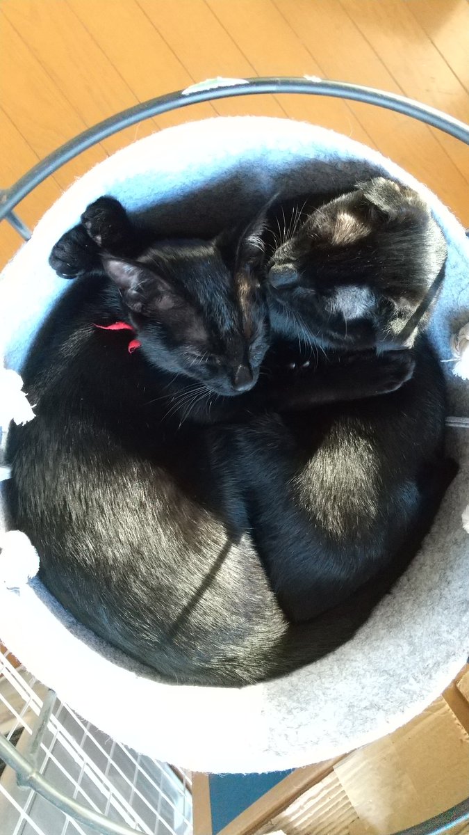 黒兵衛と帰蝶 結局仲良し 猫好きさんと繋がりたい 猫のいる幸せ 猫のいる暮らし 猫籠り 猫団子 黒猫 黒トラ猫 手作り猫ハンモック 黒兵衛と帰蝶 結局仲良し 猫好きさんと繋がりたい 猫のいる幸せ 猫のいる暮らし 猫籠り 猫団子 黒猫 黒トラ猫 手作り猫ハンモック