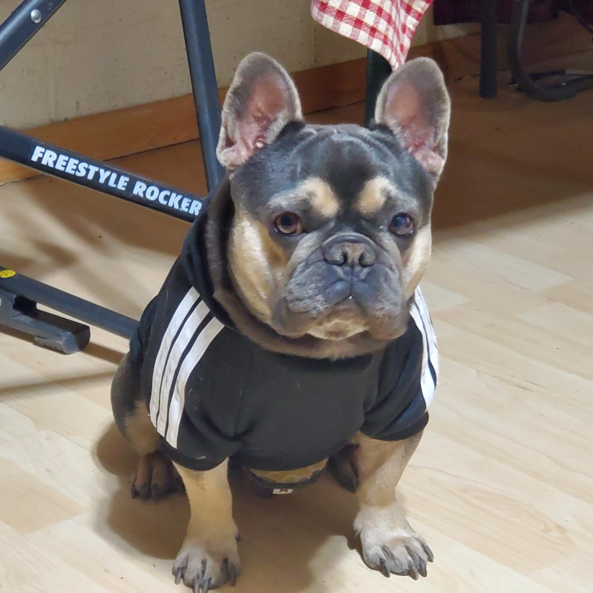 Monstert23's tweet photo. My wife just sent me this pic of my dog Louis last weekend at the In laws cabin... I believe that he was pissed that my wife made him wear a hoodie. #ADDIDOG https://t.co/HtLLwUj3dE