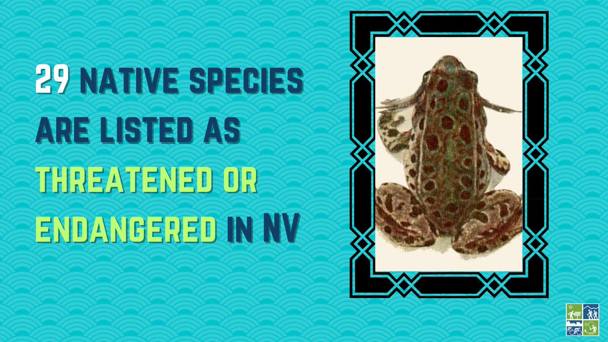 NV's wildlife feel the #massextinction crisis. 29 species are already #endangered or threatened. It is critical that we provide our wildlife with #migrationcorridors that connect habitats. Tell #NVLeg to promote #wildlifecorridors➡ bit.ly/NV_WC