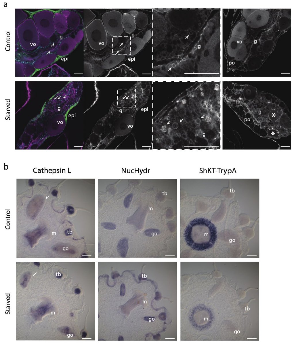 In situs of perturbed genes was illuminating (beautiful work by  @AnnaFerraioli_  @Leclere_L  @Clytia_Vlfr). E.g., the gastro-digestive cell marker CathepsinL confirms extensive reorganization of the gastroderm in starved animals, especially in the oocyte-depleted gonad (arrows).10/