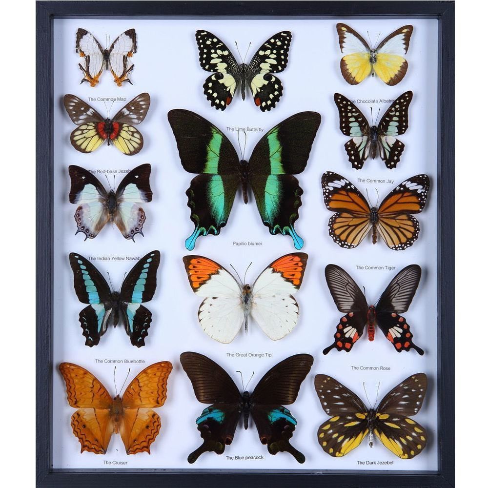 sanctuaryforu's tweet image. Some butterflies that give us inspiration to do more! Help us out! #cis103
