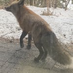 Image for the Tweet beginning: The wildfire devastated the forests