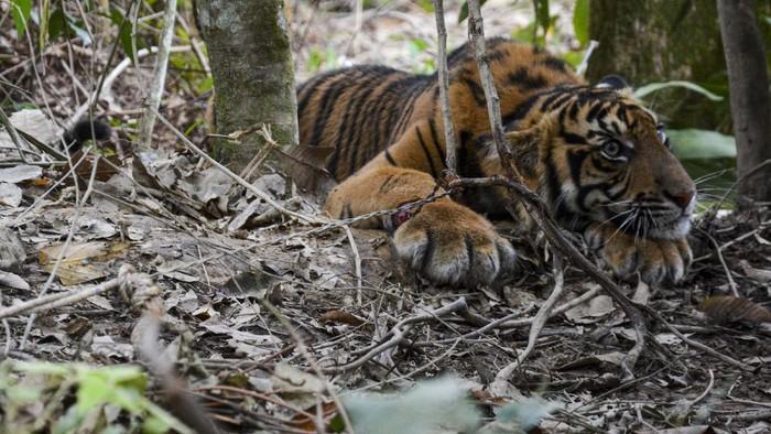 detikcom's tweet photo. #Foto Kasihan! Seekor anak Harimau Sumatera terkena jerat di Desa Gulo, Aceh. Tampak kaki depan harimau terluka akibat terkena jerat.

Baca selengkapnya di https://t.co/UdkpKR1BBi
Foto: ANTARA FOTO/Faisal Selian https://t.co/eeXqzBXpe5