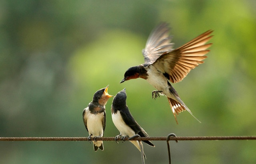 Picture Bird tweet media