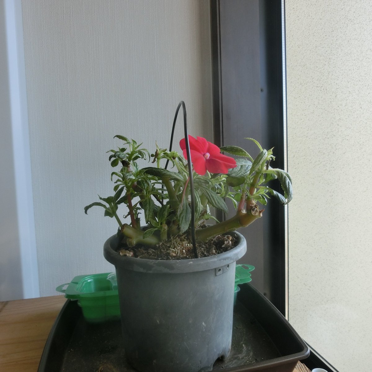 こなみひでお 冬越しの保護中のニューギニアインパチェンスに花が付いて 一つは結実後に弾けた ふたつ目はまだしっかり咲いている 冬なのでしばらくはこの状態でもってくれるはず それにしても花一輪で部屋は明るくなる 可愛い女の子でもいるみたい こなみひでお 冬越しの保護中のニューギニアインパチェンスに花が付いて 一つは結実後に弾けた ふたつ目はまだしっかり咲いている 冬なのでしばらくはこの状態でもってくれるはず それにしても花一輪で部屋は明るくなる 可愛い女の子でもいるみたい