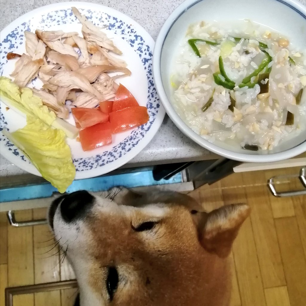 柴犬麦と犬ごはん 今夜の犬ごはん 鶏胸肉 トマト 白菜 大根 もやし ピーマン 昆布 蒸し大豆 白ご飯 すりゴマ少し キャベツ サラダ菜少し 柴犬 ワンコごはん