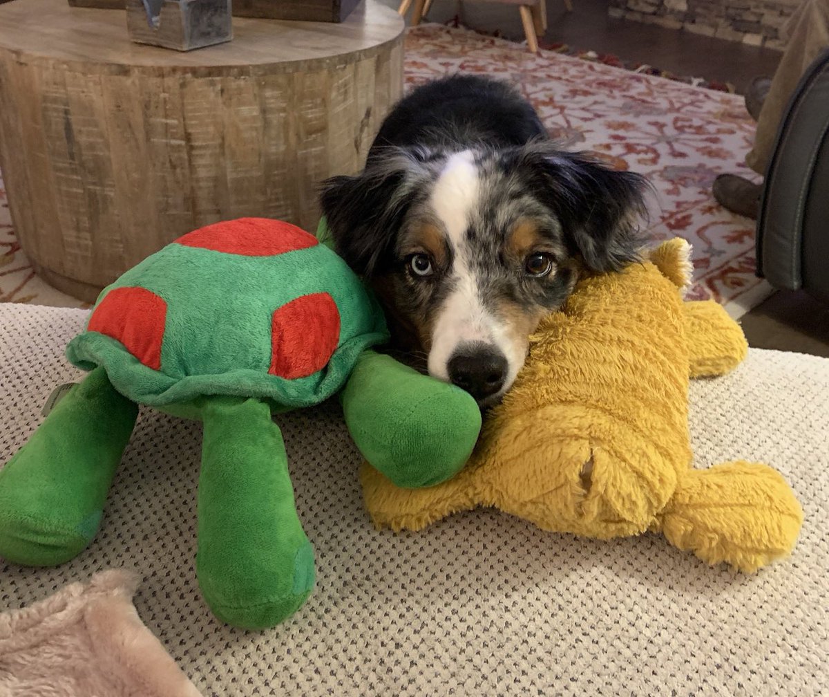 Dogofthe_'s tweet photo. 📅25th of January 2021
🐶Nova- and her frens x 
💕#animaloftheday https://t.co/pkPquiQZim