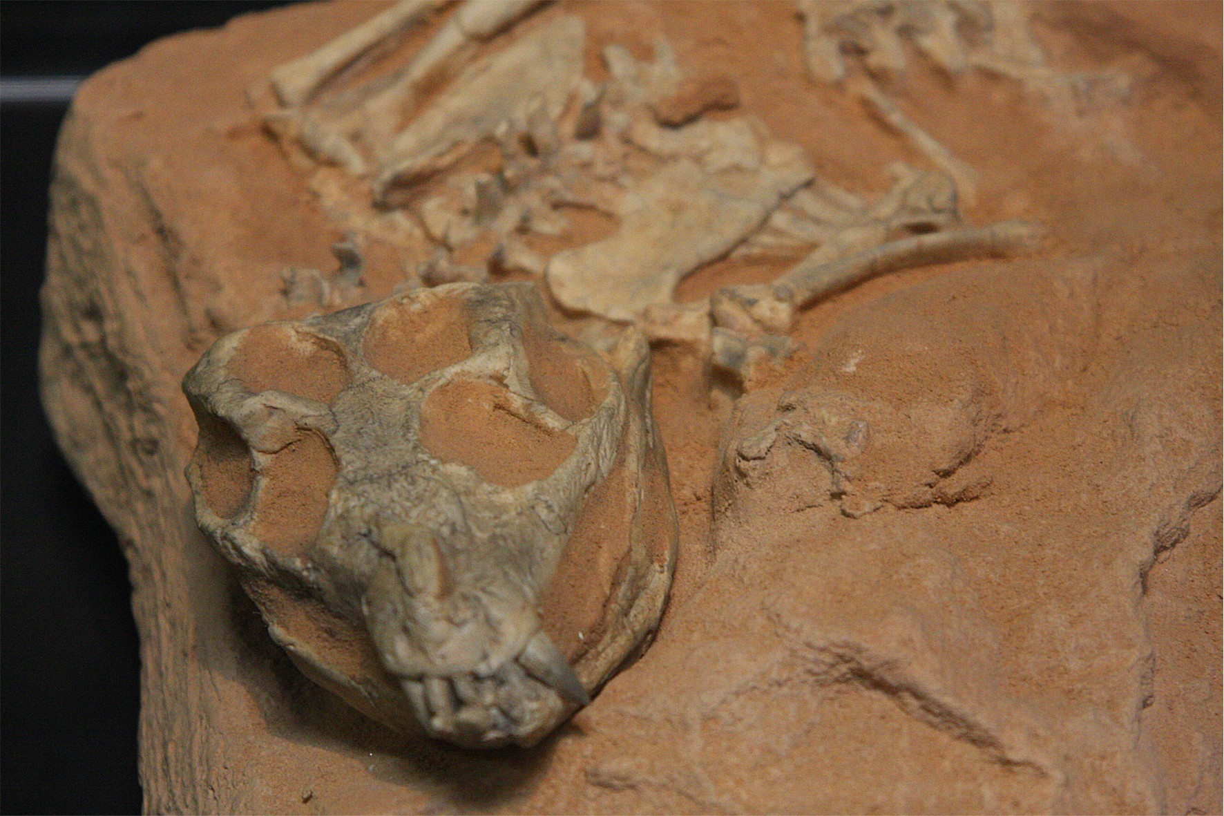 Paleontologia Geral  Colecionadores de Ossos