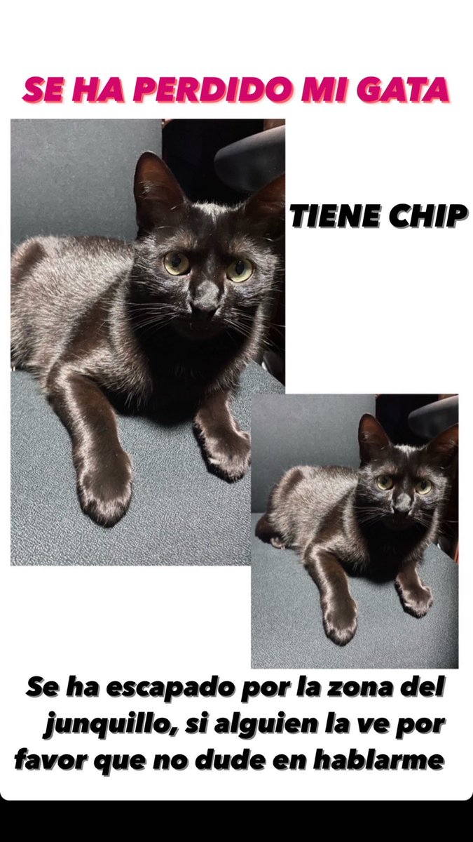 AnaBegines00's tweet photo. Pérdida en la zona del junquillo, responde al nombre de mini y es muy cariñosa. https://t.co/kE2Fd71ufo