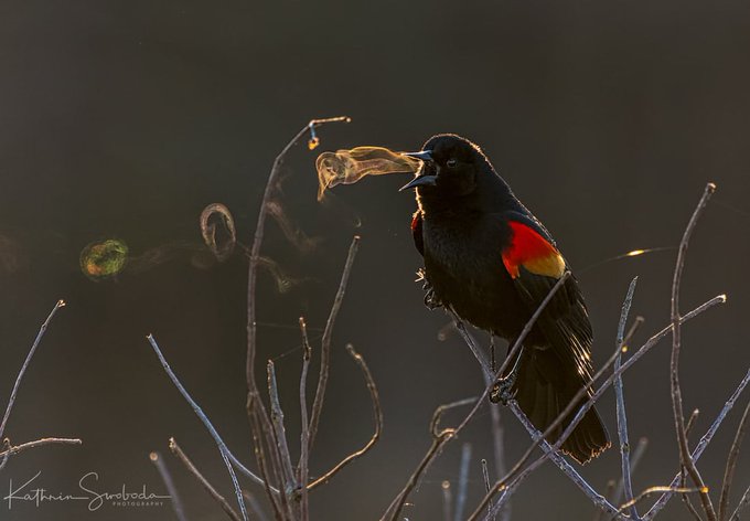 Rainmaker1973's tweet photo. Photographer Kathrin Swoboda took a portrait of a blackbird, but differently from many other pictures with the same subject, in this one you can actually see the bird's song, due to vortex rings created by its breath [source, more photos: https://t.co/qR2ENIvhYW] https://t.co/4cutFJhJ1b