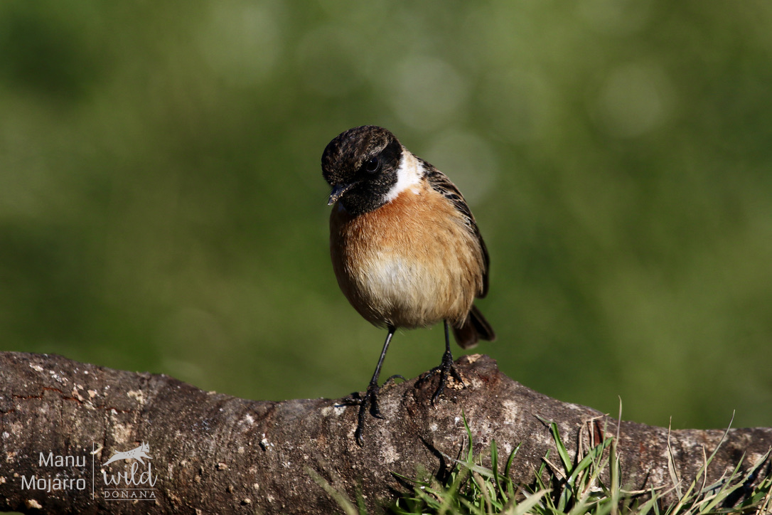 La tarabilla, una de las aves más bonitas y fáciles de observar para aquellos que se inician en la observación de aves.

Stonechat is a great spark-making bird.

wilddonana.com

Tarabilla común - Stonechat - Saxicola torquatus - Marismas del Odiel, Punta Umbría, Huelva