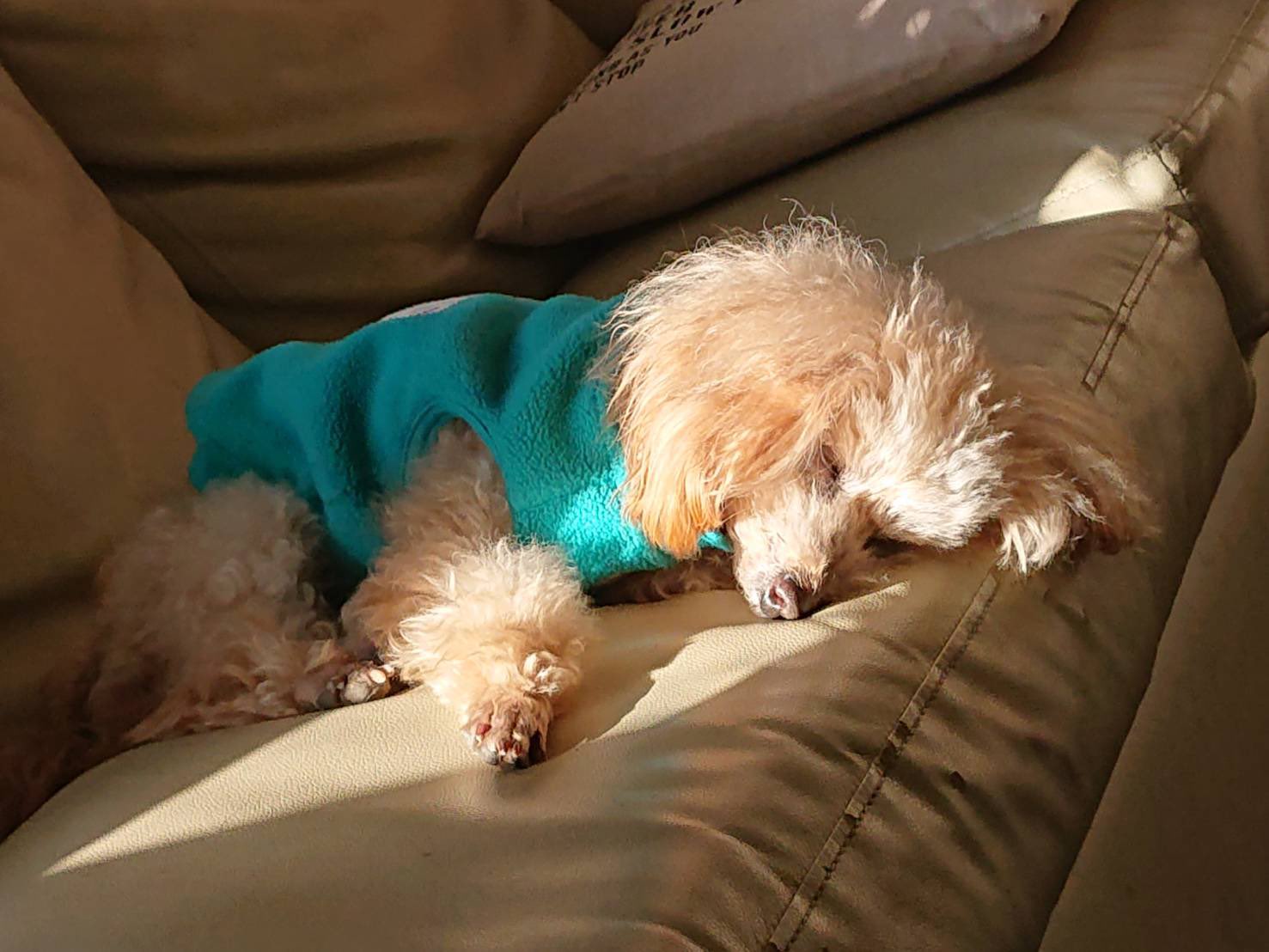 迷い犬 迷い犬を探しています 場所 桜川市岩瀬 犬種 トイプードル茶色 老犬で耳も目も不自由な状態です 母が仕事中に家から抜け出してしまったよう 1枚目の緑の洋服を着ています 迷い犬 拡散希望 Rtお願いします 茨城県 桜川市 岩瀬 保護