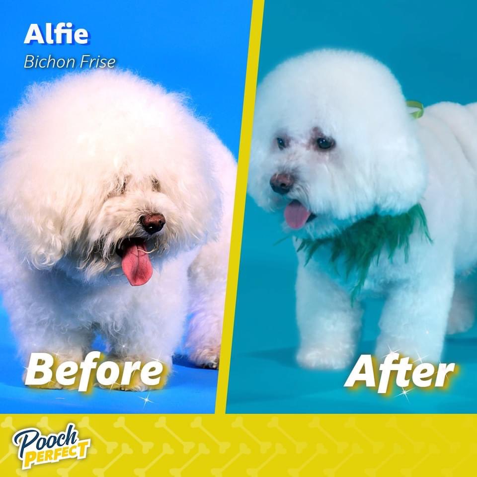 poochperfectuk tweet picture