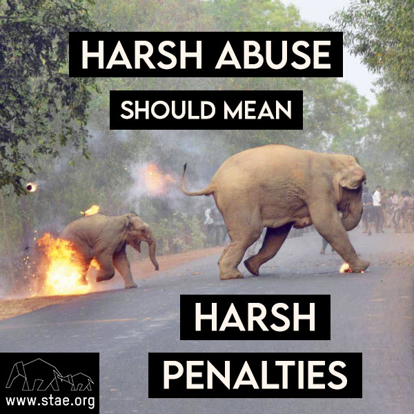 STAE again demands India enforce its animal welfare laws against extreme abuse of elephants and other species and that ABTA’s members stop profiteering from this abuse: 
bit.ly/360R6v3 
#animalrights #asianelephants #india