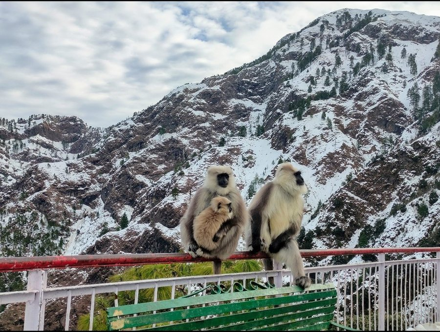 ShowDaddyIN's tweet photo. See Pic: Rishi Sharma (@R1shi_Rish) Captured this stunning visuals of monkey family from his family visit to Jammu.
What have you been busy with? Share your photos or videos with us. #ShowDaddy
#CaptureTheMoment #StaySafeSaveLives #COVID19 #BeSafe #lockdownindia https://t.co/xvECzMkrq9