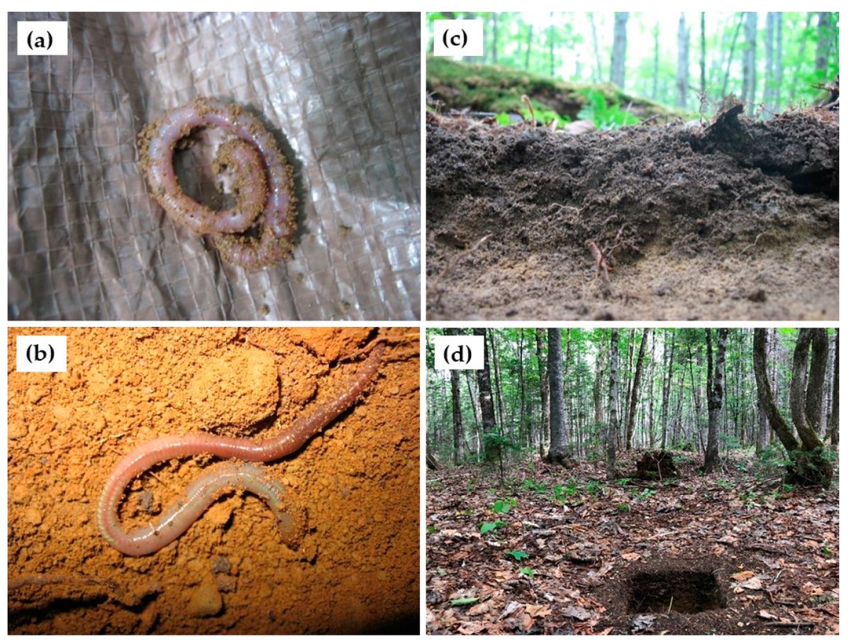 🌲 #Forests #forestsoil

🌲<Non-Native Earthworms Invade Forest Soils in Northern Maine, USA>, a new study by Joshua J. Puhlick et al. 

Read more at mdpi.com/1999-4907/12/1…