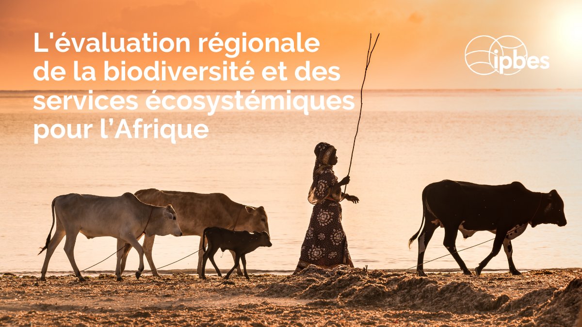 ipbesfr's tweet photo. 🦒"L’extraordinaire richesse de la #biodiversité, des services écosystémiques et des savoirs #Autochtones &amp; locaux de l’#Afrique constitue un atout stratégique pour le développement durable dans la région"

—Évaluation régionale d'@IPBESfr pour l'Afrique
➡️https://t.co/Gxh2oeXNOe https://t.co/BA8pNVsSGi