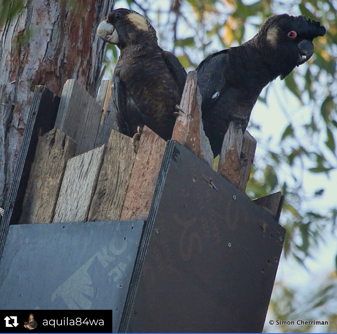 Carnaby’s Black-Cockatoos have received great support through the provision of nest boxes - really big boxes!!! Over 1m deep, replicating large old tree hollows This is a great example of research, experimentation, & monitoring information conservation actions
