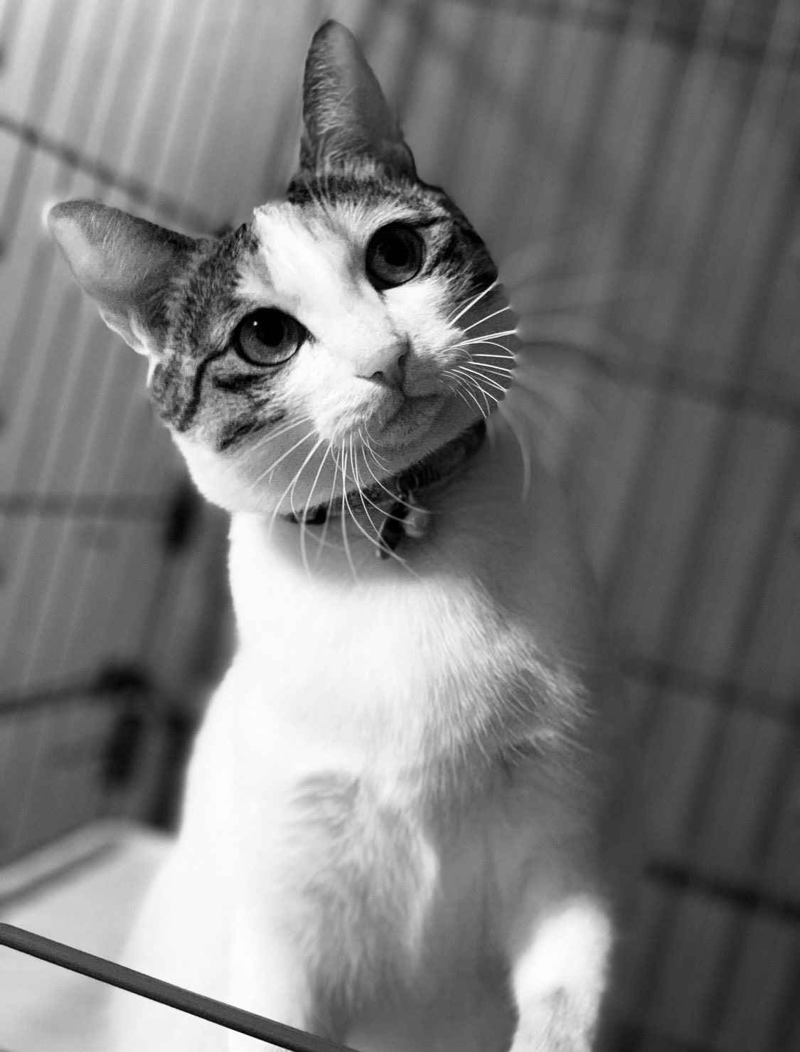 黒むぎ おぉ 味が出た 白黒にするとかっこいいって聞いた 猫写真 犬写真 T Co Uw5ecpsqgs Twitter