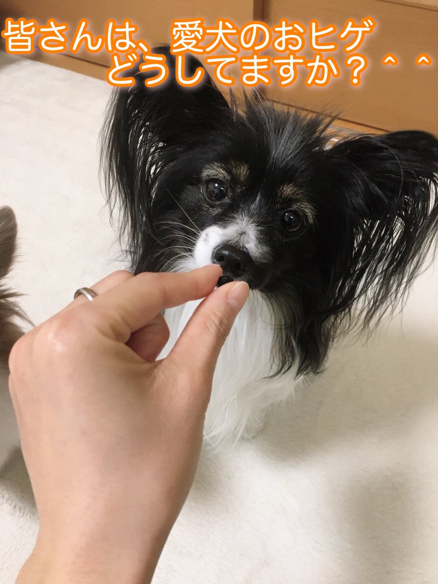 Uzivatel あかね 愛犬家生活の専門家 Na Twitteru わたしもその発想はなくて サロンの友人に聞いた時はビックリ 顔周りカットする 犬種はついでに切っちゃうみたいですけど パピヨンはカットいらないですもんね Uzivatel あかね 愛犬家生活の専門家 Na Twitteru わたしもその発想はなくて サロンの友人に聞いた時はビックリ 顔周りカットする 犬種はついでに切っちゃうみたいですけど パピヨンはカットいらないですもんね