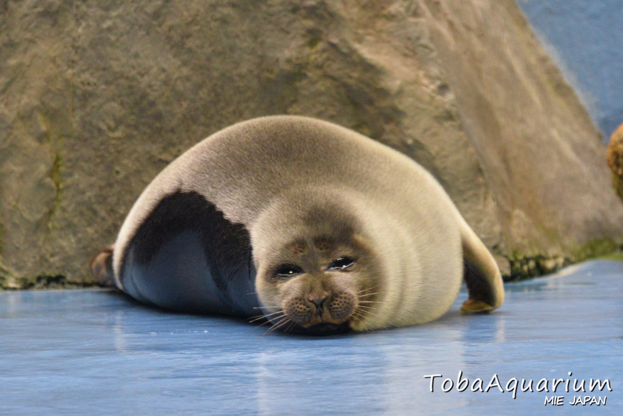 鳥羽水族館（TOBA AQUARIUM） على X: 
