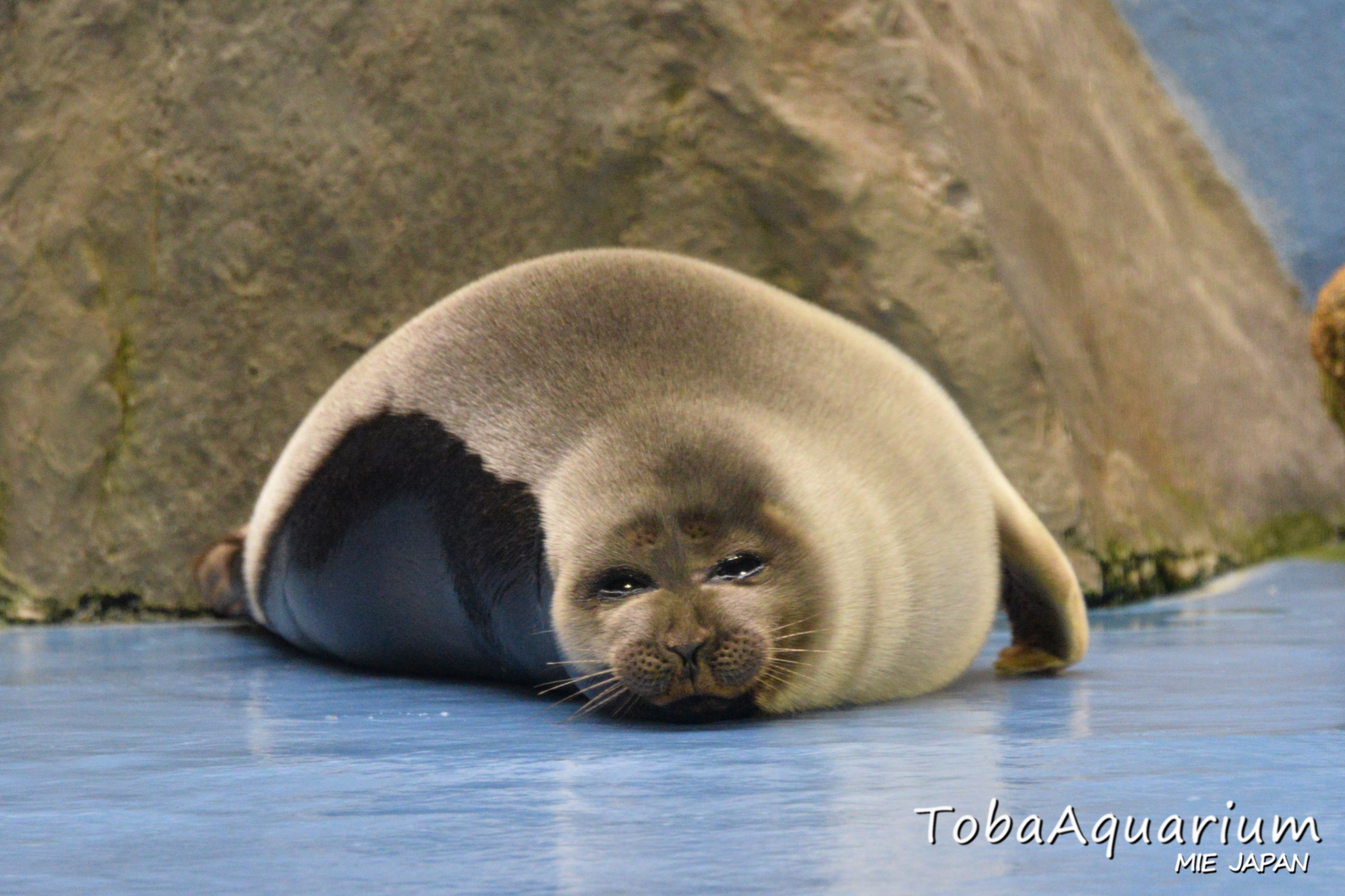 鳥羽水族館 70周年記念コレクションカード バイカルアザラシ