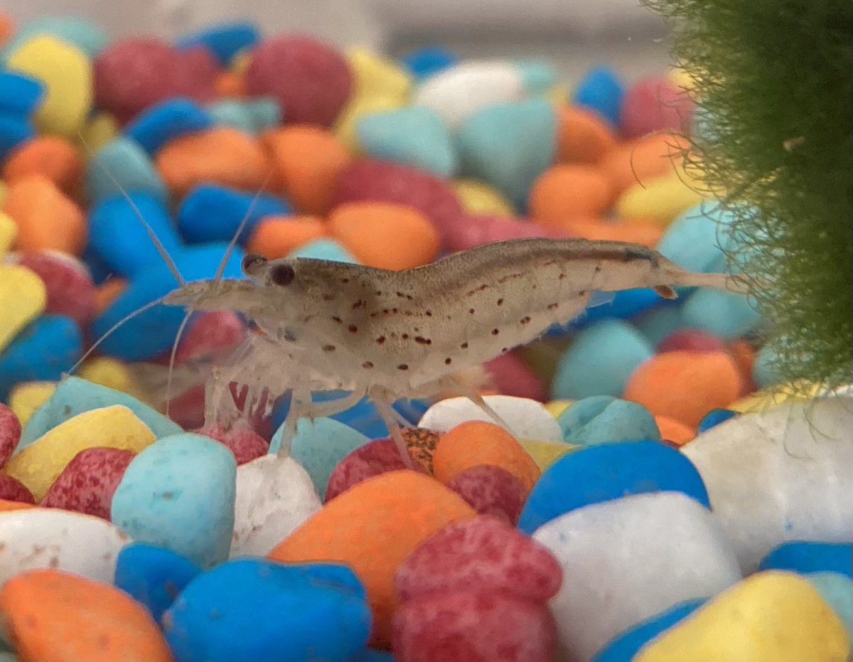 There’s a New Shrimp on the Block