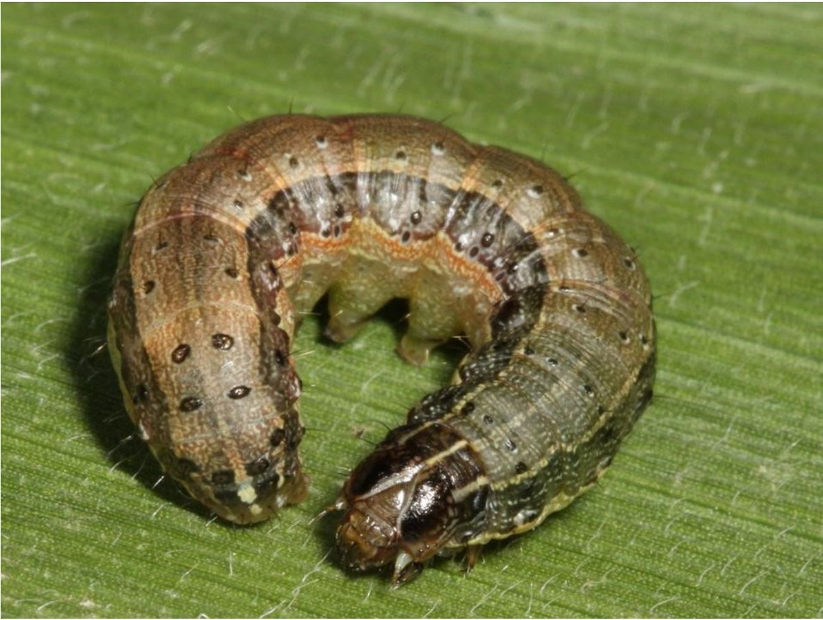 Plants_EFSA's tweet photo. The world fast spreading pest #Spodopterafrugiperda (fall #armyworm) is keeping local land services and State Government Agriculture departments busy in Queensland, New South Wales and Northern Victoria.
read https://t.co/IzKp3qq25m
#pheromonetraps
picture https://t.co/EjRX0wd5Ru https://t.co/D9FOVjRlV8