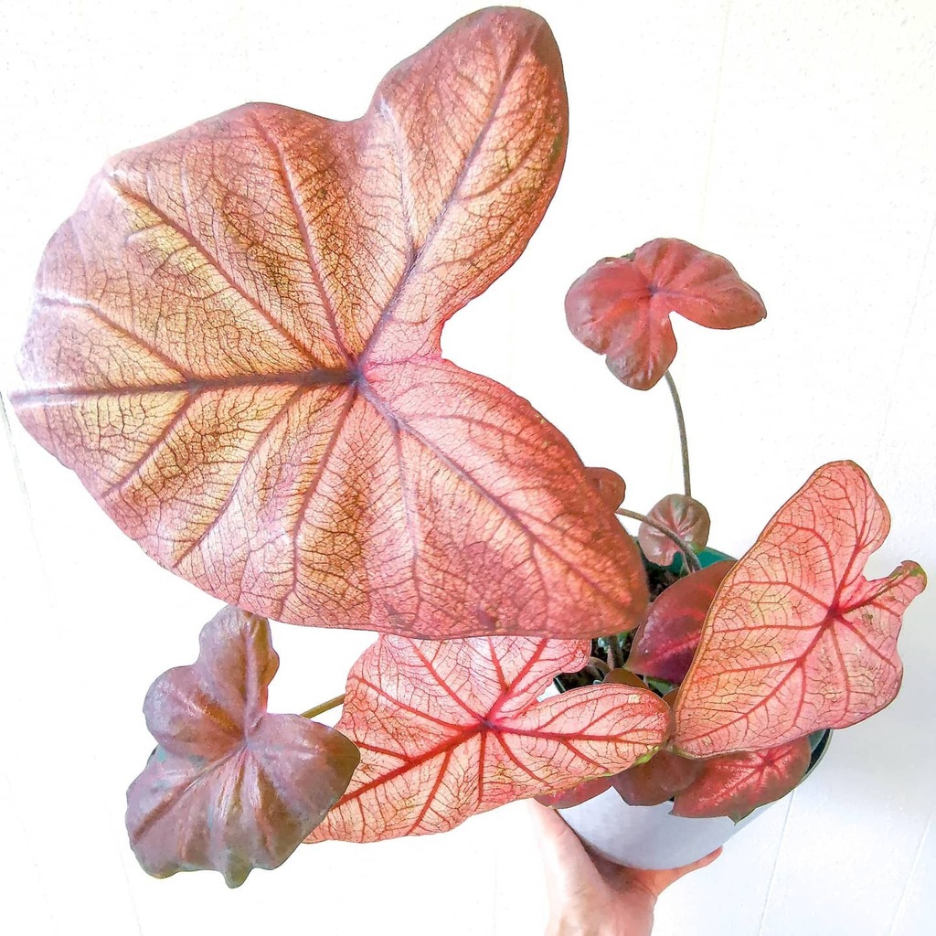 Annual_Leaf's tweet photo. Caladium update v2.
#caladium #caladiumlover #red #redleaf #plantsaremagic #leavesonlyleaves #happyplanting #plantsarethenewpets #foliagemonday #foliageplants #foliagelove #plantlover #botanicalart #plantythings #flauntyourleaves #aussieplantclub #upleaftingcommunity #life⦠https://t.co/VEnhemIogt