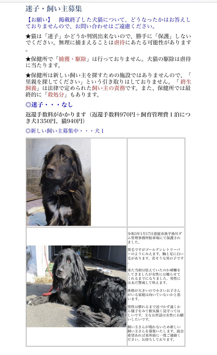 北海道 保健所 里親募集 千歳保健所さん 恵庭市漁川ダム管理事務所駐車場で保護された犬さん フラットコーテッドレトリーバー系の見た目のカッコ良すぎる美しい男の子わんが収容されています 男性は苦手な様子 拡散希望 保健所 北海道 里親募集