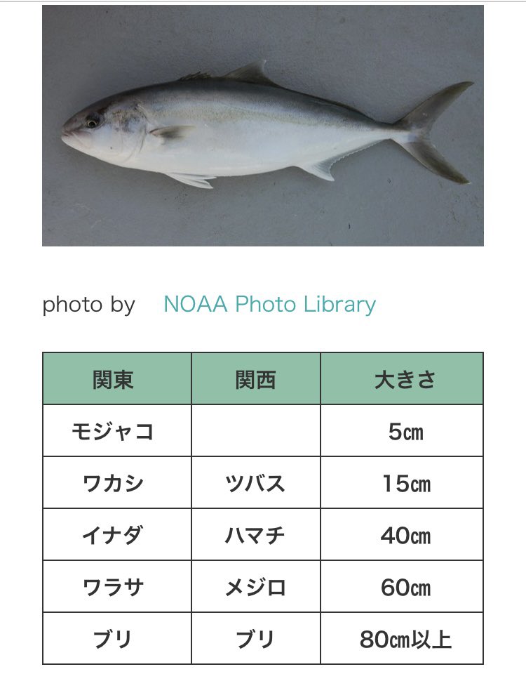 北海道の番人 出世魚 関東や関西で呼び名が異なる 出世魚 例えばブリ ワカシ ツバス イナダ ハマチ ワラサ メジロ 幼魚の頃は呼び名が一杯 でも最終形はブリ 道産子の俺に馴染みあるのは イナダ ハマチ ブリ ドラゴンボールのフリーザで言えば