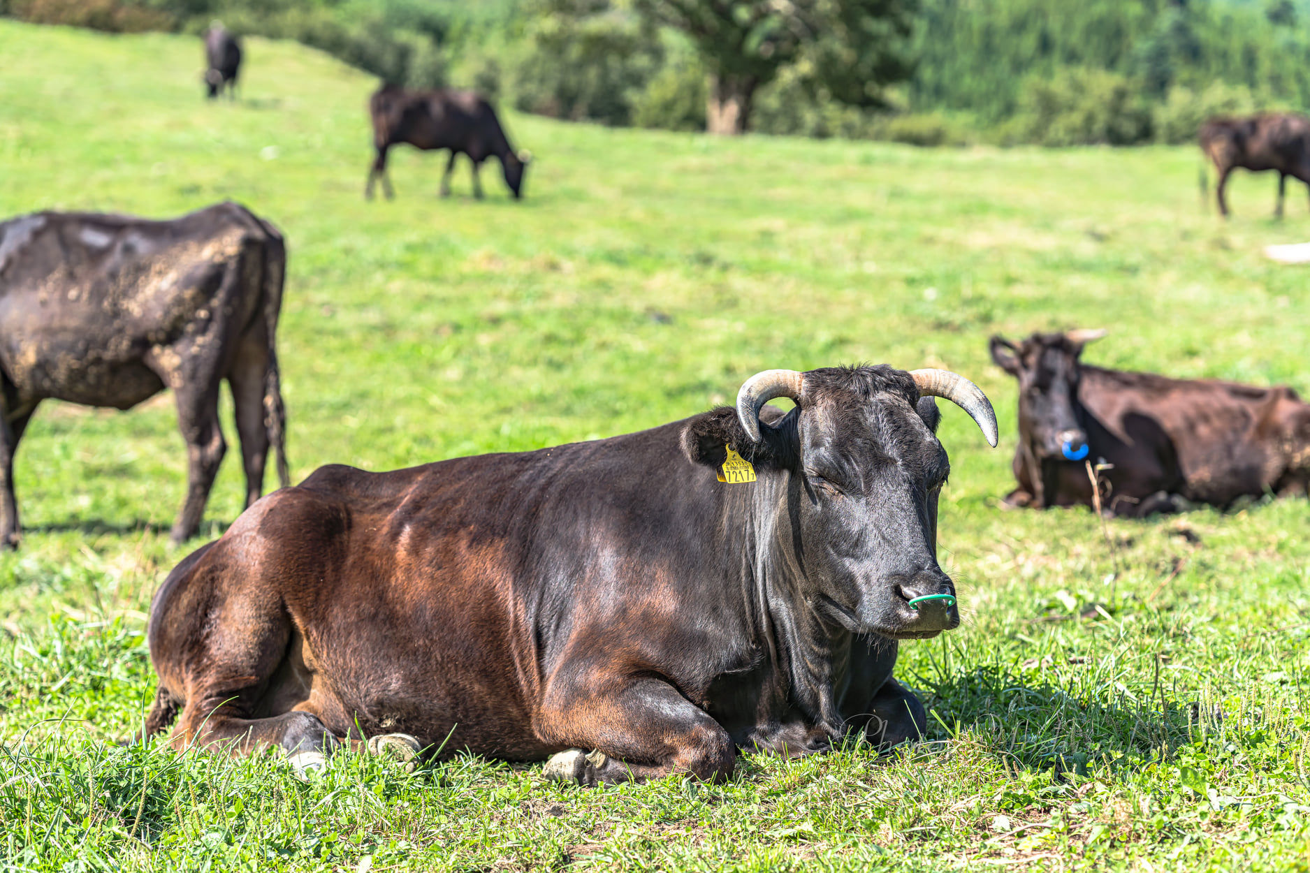佐渡prフォトグラファー伊藤ヨシユキ ちなみに 牛ってこんな風に横になると死ぬらしい 横になると起き上がれず お腹にガスが溜まって内蔵を圧迫してそのまま死んじゃうのだとか だから寝る時も足を折りたたんで座ったまま寝る T Co 佐渡prフォトグラファー伊藤ヨシユキ ちなみに 牛ってこんな風に横になると死ぬらしい 横になると起き上がれず お腹にガスが溜まって内蔵を圧迫してそのまま死んじゃうのだとか だから寝る時も足を折りたたんで座ったまま寝る T Co