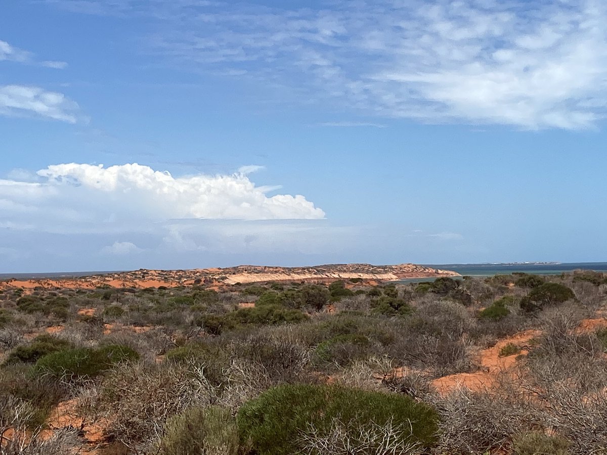 Sharing a few pictures of why it’s so important to protect our World Heritage Areas for future generations. The Francois Peron National Park in Shark Bay is just one of these many areas. #biodiversityhotspot #protection #environment #conservation #threatenspecies 👀😎