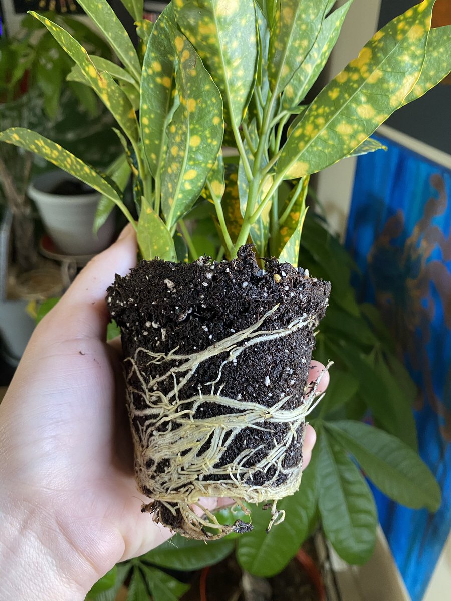 macramaes's tweet photo. bought another croton and this one was #rootbound too! they looked very healthy though 🌿 #croton #superstarcroton #plantmom #planttwitter https://t.co/ohqIPLRx14