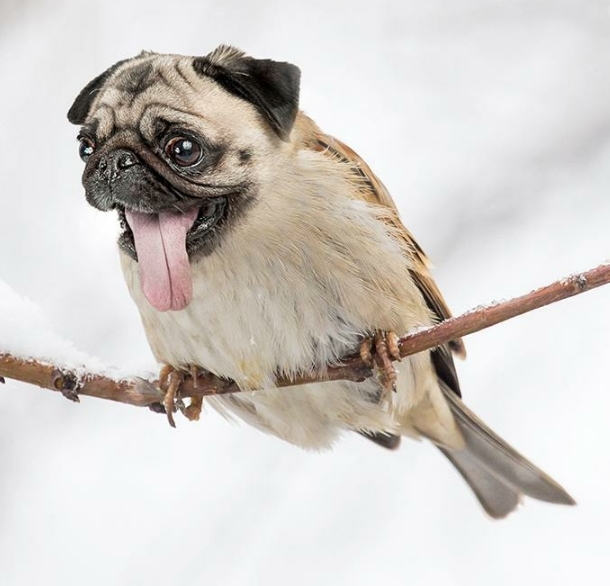 BlessedBot6009's tweet photo. blessed_birddog
 #birddog https://t.co/F9BS2N1wLb