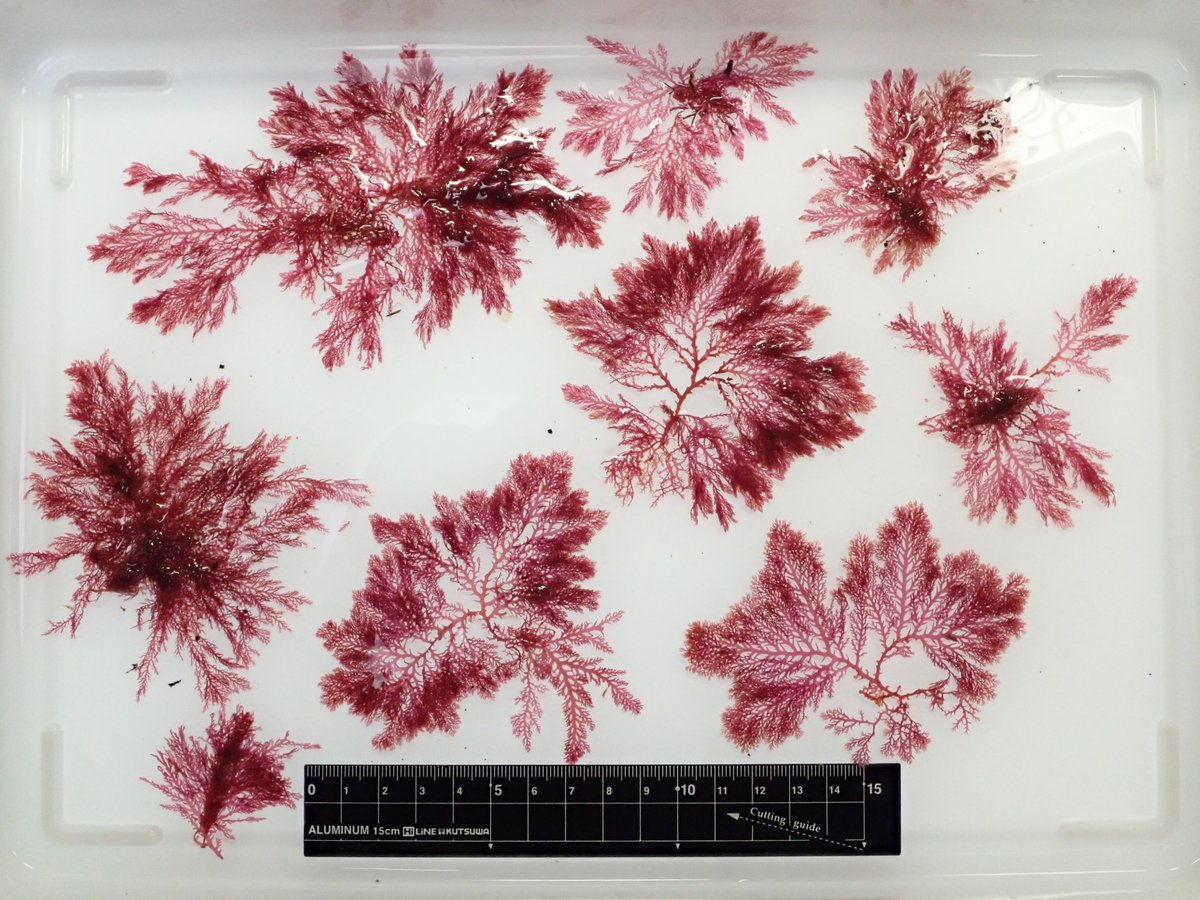 能登詞藻庵 のとしそうあん 昨日輪島で拾った ユカリ Plocamium Telfairiae 海藻 Seaweed 久しぶりにユカリを標本にしました 台紙をバットに沈めて作製するのも久しぶり とりあえずユカリにしちゃっているけど ホソユカリなのかな 石川で気軽 能登詞藻庵 のとしそうあん 昨日輪島で拾った ユカリ Plocamium Telfairiae 海藻 Seaweed 久しぶりにユカリを標本にしました 台紙をバットに沈めて作製するのも久しぶり とりあえずユカリにしちゃっているけど ホソユカリなのかな 石川で気軽