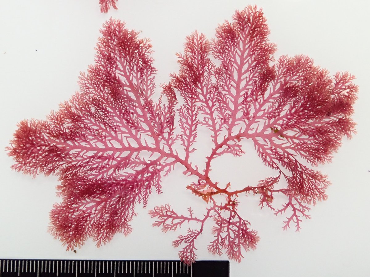 能登詞藻庵 のとしそうあん 昨日輪島で拾った ユカリ Plocamium Telfairiae 海藻 Seaweed 久しぶりにユカリを標本にしました 台紙をバットに沈めて作製するのも久しぶり とりあえずユカリにしちゃっているけど ホソユカリなのかな 石川で気軽 能登詞藻庵 のとしそうあん 昨日輪島で拾った ユカリ Plocamium Telfairiae 海藻 Seaweed 久しぶりにユカリを標本にしました 台紙をバットに沈めて作製するのも久しぶり とりあえずユカリにしちゃっているけど ホソユカリなのかな 石川で気軽