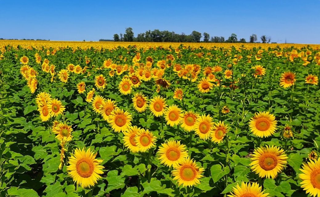 AGRAR DEL SUR tweet media