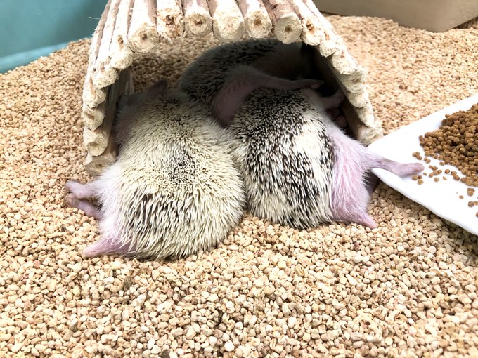 ハリネズミ 高画質 のtwitterイラスト検索結果 古い順