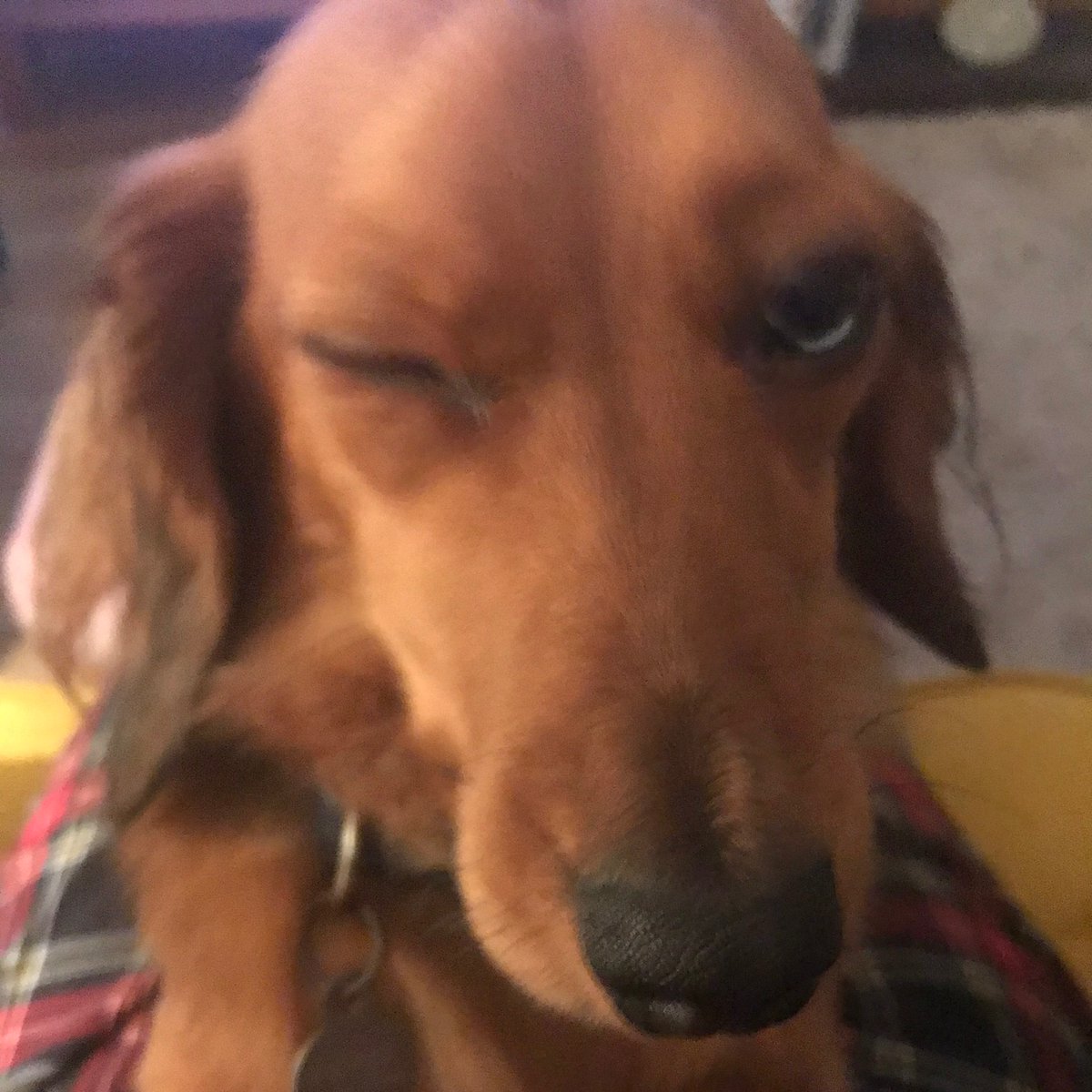 annelouperez's tweet photo. My next show all about mans best friend! #Bristol Lockdown dog stories please🐾💕Dm me🙏
@BcfmRadio https://t.co/iHdqkkRB3v