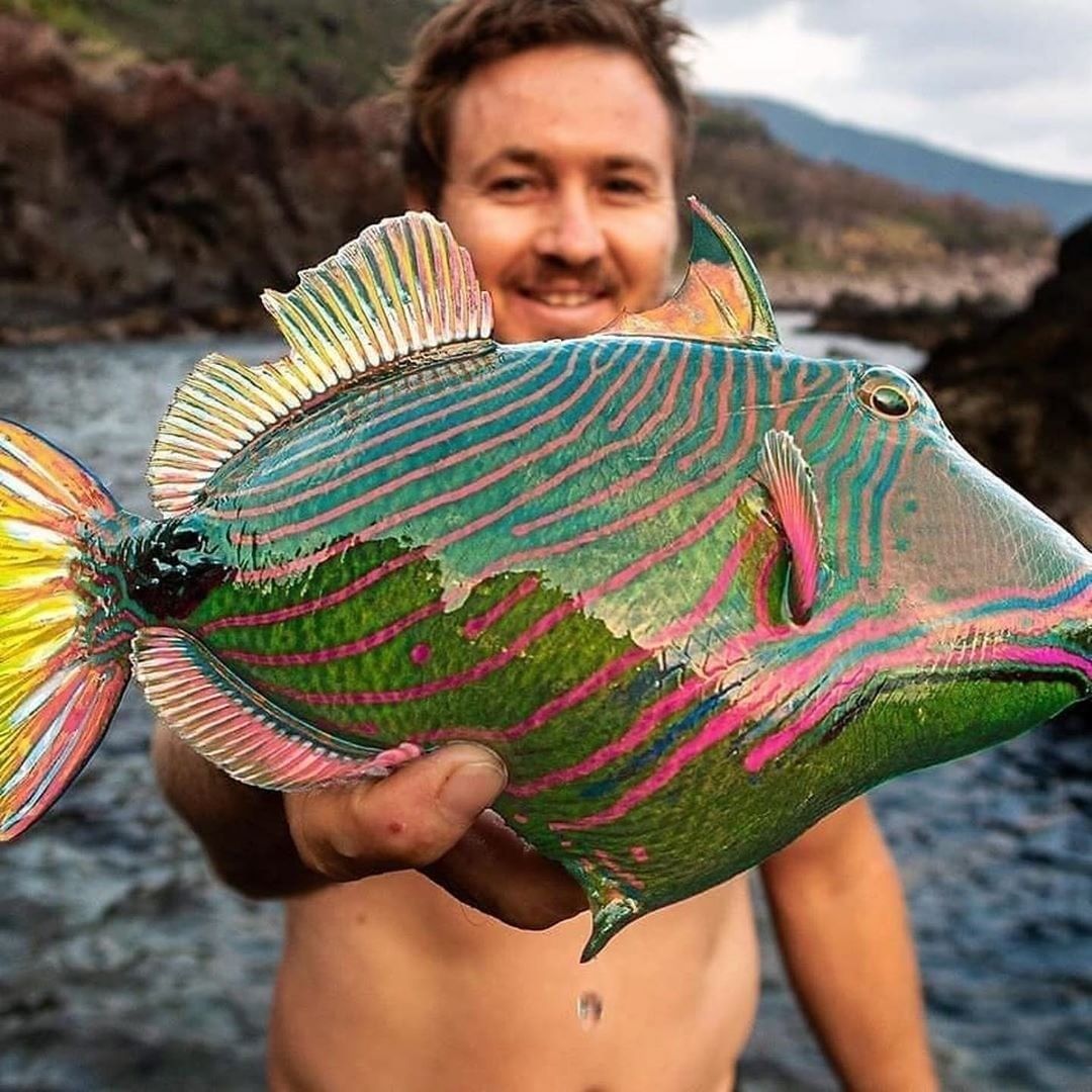 Beautiful fish! Can you name it? ⁣⁣