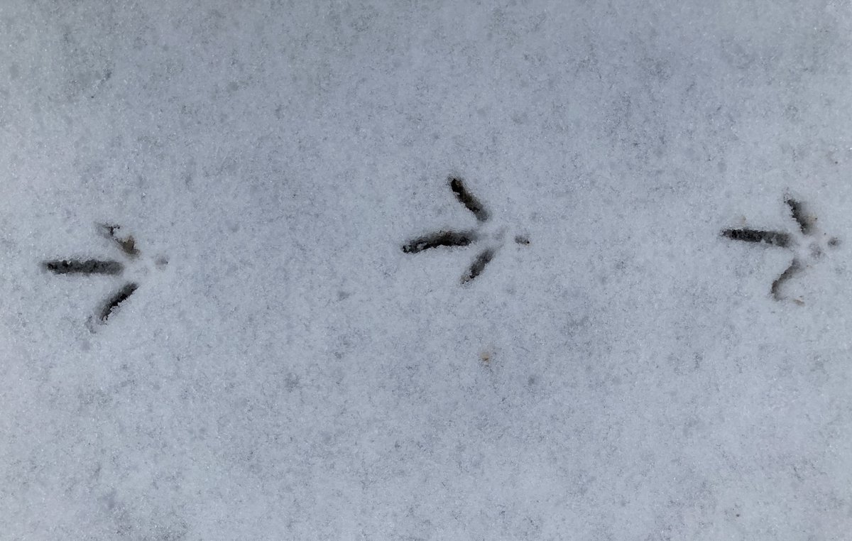 ReallyRuralCo's tweet photo. Follow the footprints ❄#tracksinthesnow❄ https://t.co/cyvopp6mXi