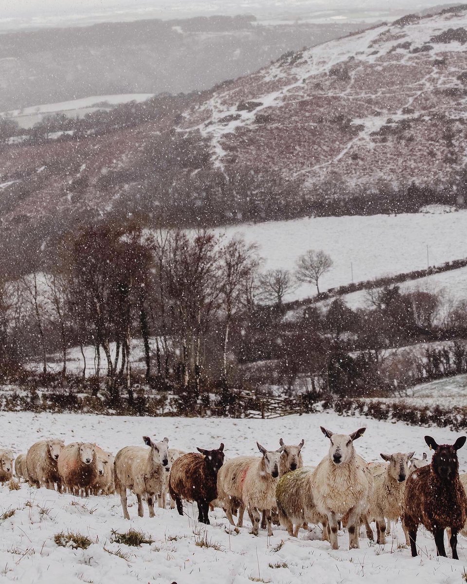 More snow fell in the night and has settled on the hills of Dartmoor. Here are some of our Whiteface Dartmoors and Blue Face Leicesters coming over to munch on the hay. 

There is something so beautiful and magical about snow. We love it!

#snow #sheep #dartmoor #shepherd #devon