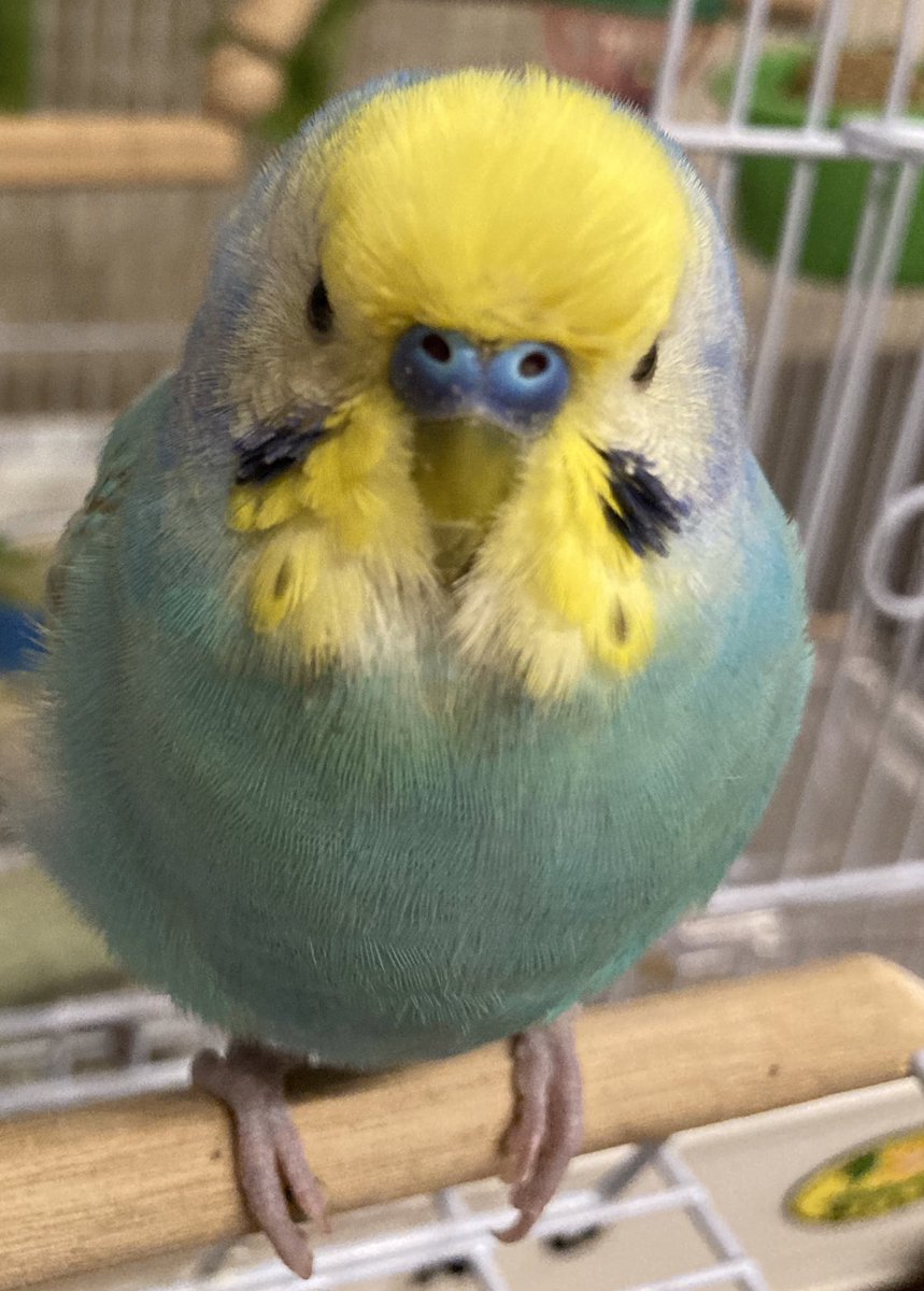 チロルピノ セキセイインコ チロル ピノ これを見た人は正面の画像を貼れ チロルピノ セキセイインコ チロル ピノ これを見た人は正面の画像を貼れ