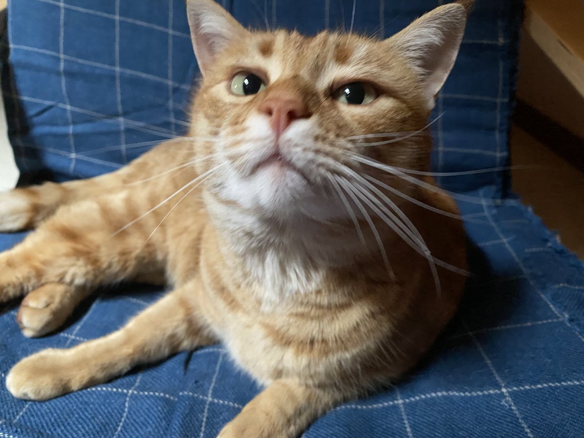 AnnaLisa tweet media