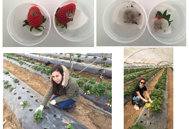 The University of Cukurova
<a href="/cukurovaedu/">Çukurova University</a>
is hardly working to phenotype local #germplasm for the #susceptibility to #Botrytis cinerea.  Have a look to our PRIMA project #Medberry and check our website  medberry-prima.eu