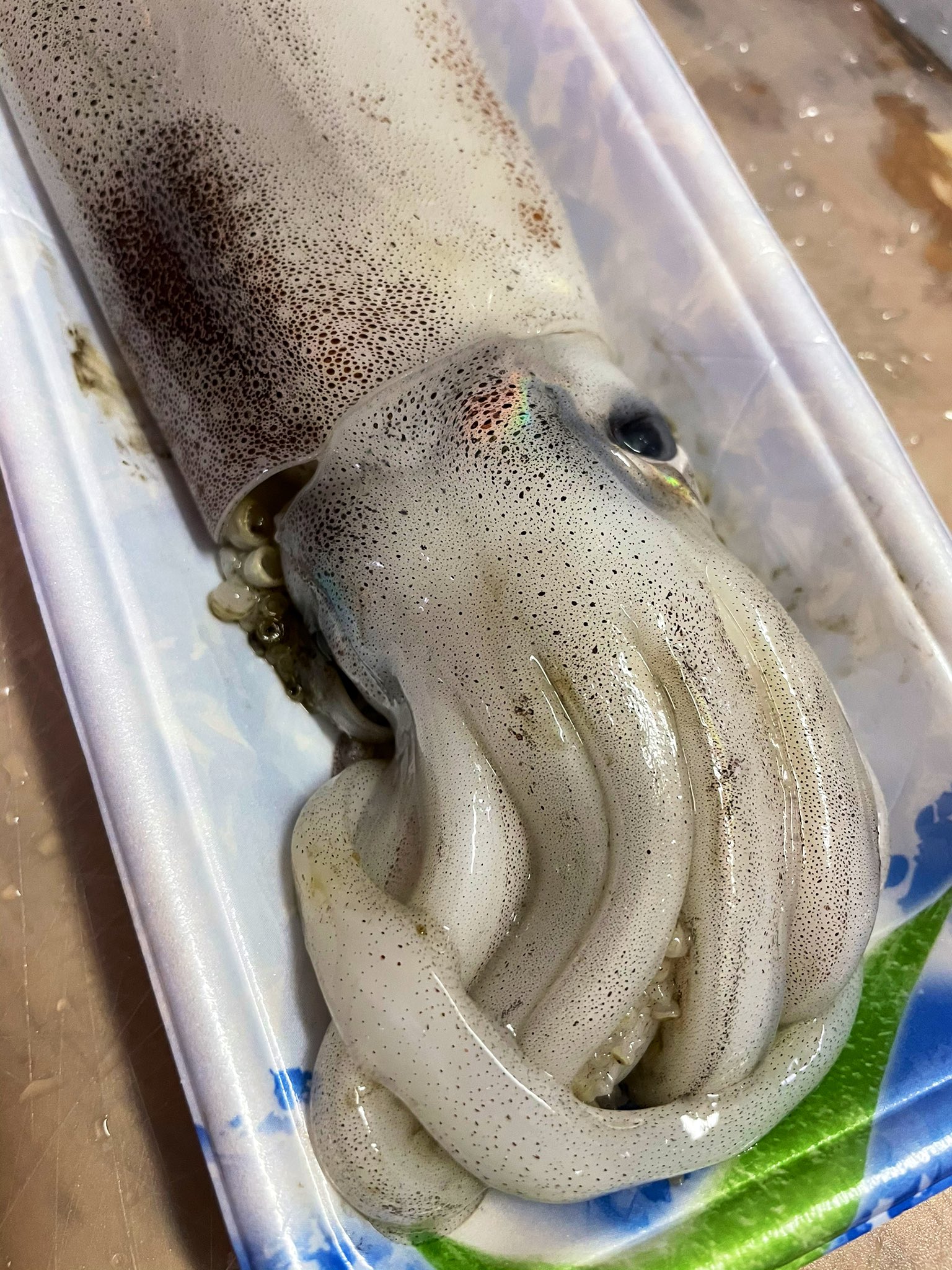 玉置標本 私的標本 趣味の製麺 V Twitter イカの精莢が出てきて焦るなど T Co O3spu4lbgb Twitter