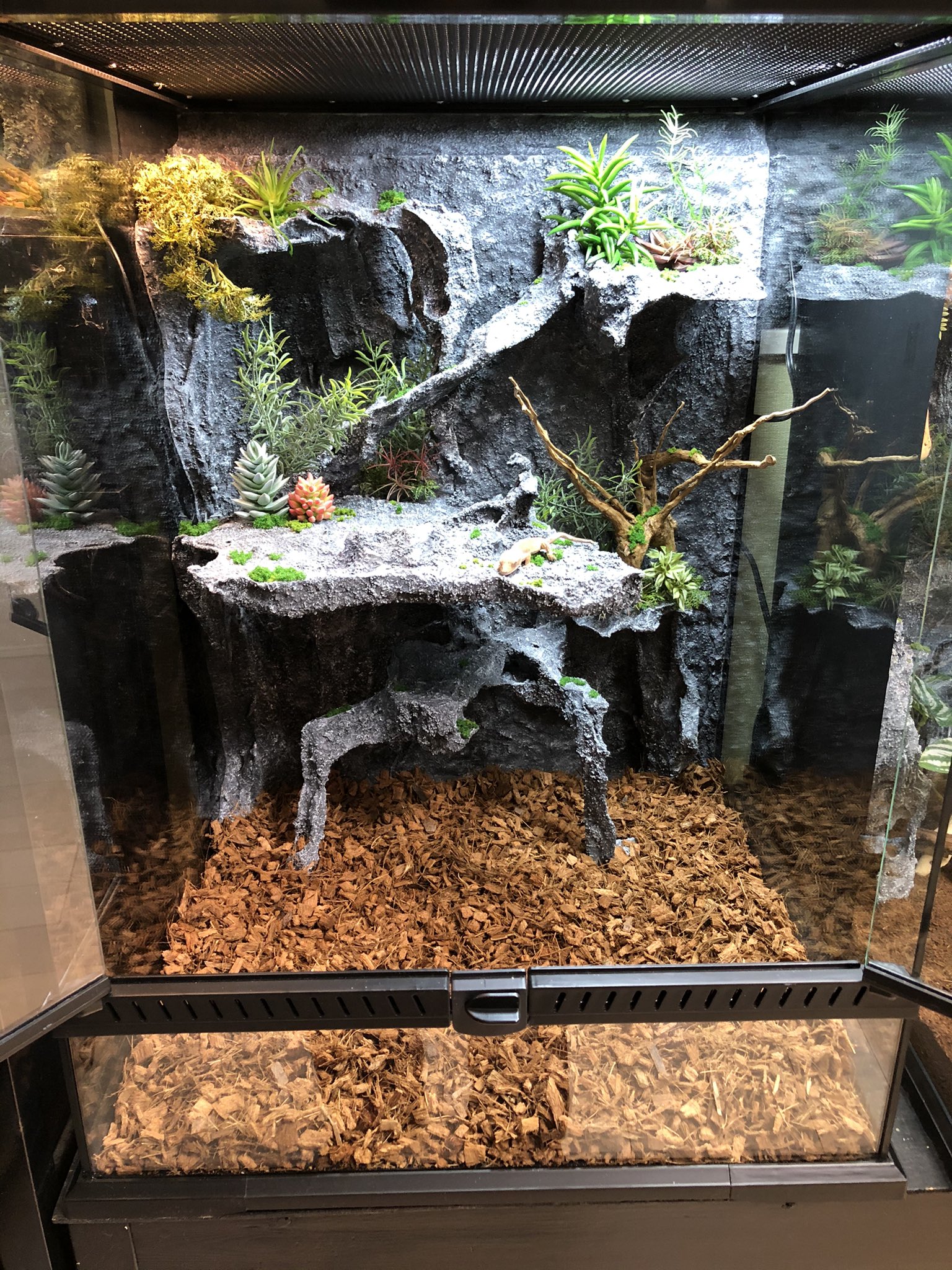 クレス　 爬虫類　ゲージ　状態良好です。 FandK おはようございます😃 トラブルがあり尻尾が切れて