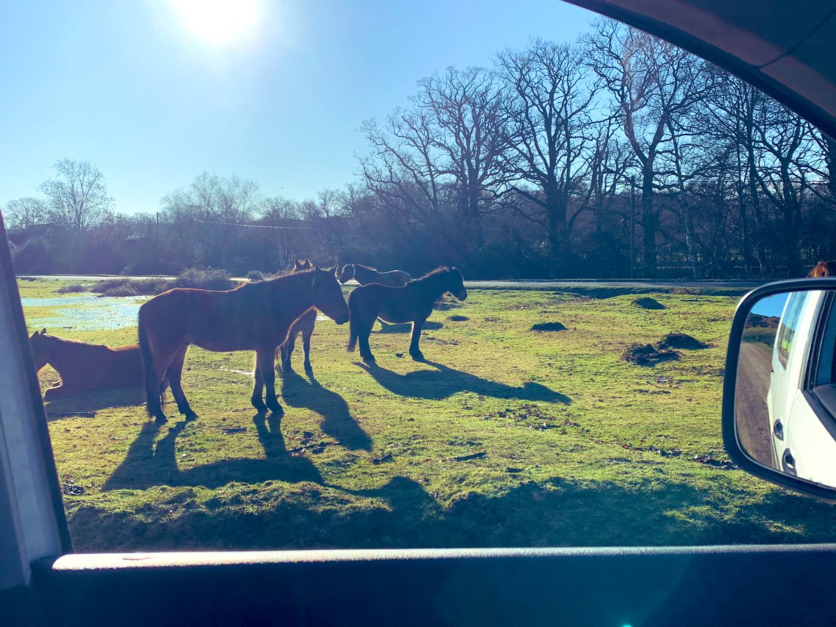 Good morning everyone ❄️ a happy Monday ☺️ in the #NewForest  #ranger out on #patrol while #ponies soak in the winter sun ... a Rangers view 🐴🌳 #keepyourdistance #newforestcode #add3minutes